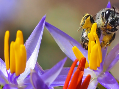 Native pollinators need more support than honeybees in Australia – here’s why